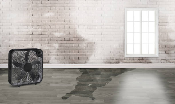 Best Carpet water damage restoration  in North Vernon, IN